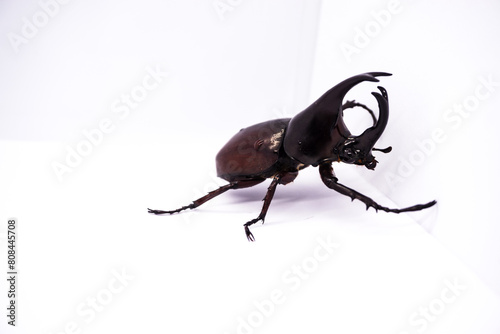 Rhinoceros beetle isolated on a white background.