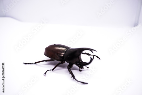 Rhinoceros beetle isolated on a white background. © KanlayaT