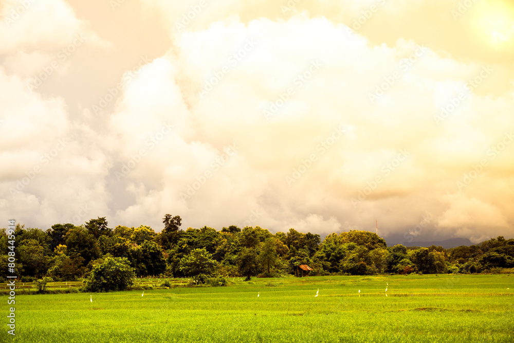 Ταπετσαρία An intriguing agricultural ambiance in the rice fields, showcasing the essence of farming