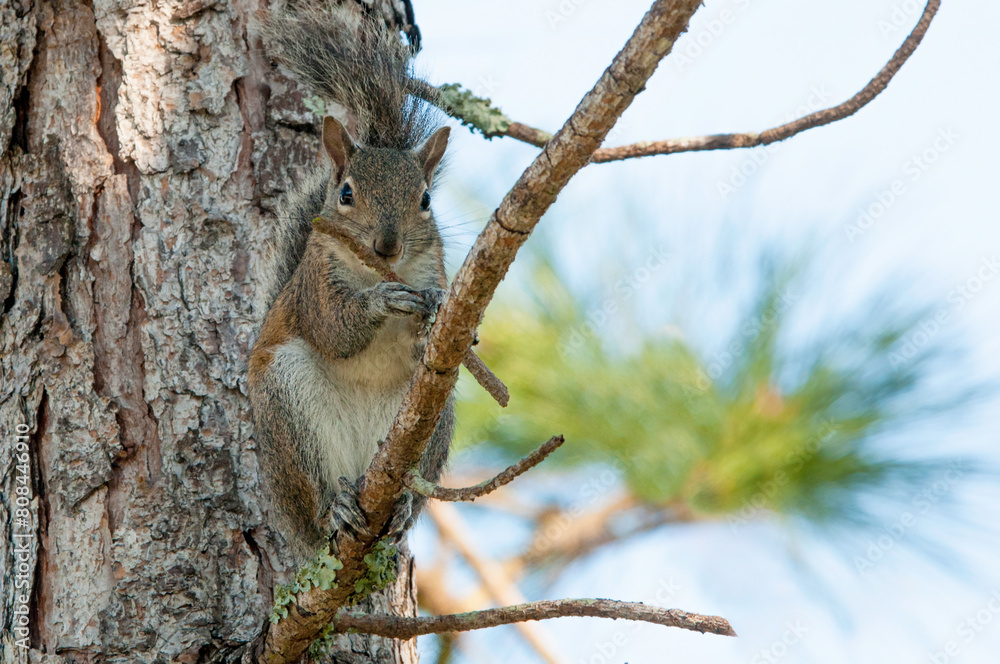 An Eastern Gray Squirrel, sciurus carolinesis, stripping the bark off a branch to eat the inner bark. Squirrels typically strip bark during winter and spring. They may do this when food is scarce.