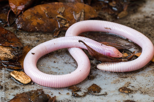 The Florida worm lizard, Rhineura floridana, has ring-like scales giving it a resemblance to a worm. It is legless and blind and spends most of its time underground, so it is rarely seen. photo