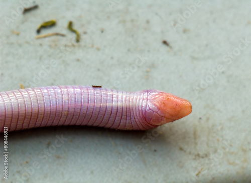 A closeup of the head of a Florida worm lizard, Rhineura floridana. This worm-like lizard spends most of its time underground, but may surface after a rain. Its shovel like head is used for burrowing. photo