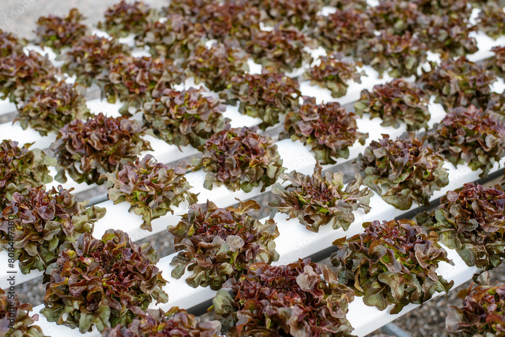 Salad farm vegetable red oak lettuce. Close up fresh organic hydroponic vegetable plantation produce red green salad hydroponic cultivate farm. Red oak lettuce salad in green Organic plantation Farm. Salad farm vegetable red oak lettuce. Close up fresh organic hydroponic vegetable plantation produce red green salad hydroponic cultivate farm. Red oak lettuce salad in green Organic plantation Farm.