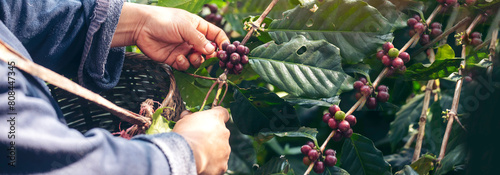 Banner hands harvest red seed in basket robusta arabica plant farm. Coffee plant farm Close up woman Hands harvest raw coffee beans. Ripe Red berry plant fresh seed coffee tree growth with copy space photo