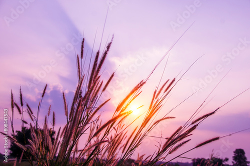 Sunset grass wind autumn meadow in countryside. Beautiful sunset golden grass field beautiful natural flora sunlight outdoor flare. Rural landscape nature plant scene crop view. Morning countryside