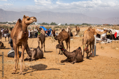 Camels at Pushkar Mela (Pushkar Camel Fair). Pushkar, Rajasthan, India © Dmitry Rukhlenko
