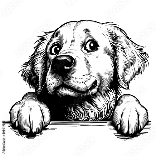 Cute Golden Retriever dog peeking, hand drawn sketch. Vector isolated on white background	