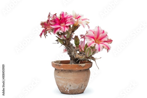A desert rose with swollen stem in a clay pot, isolated on a white background