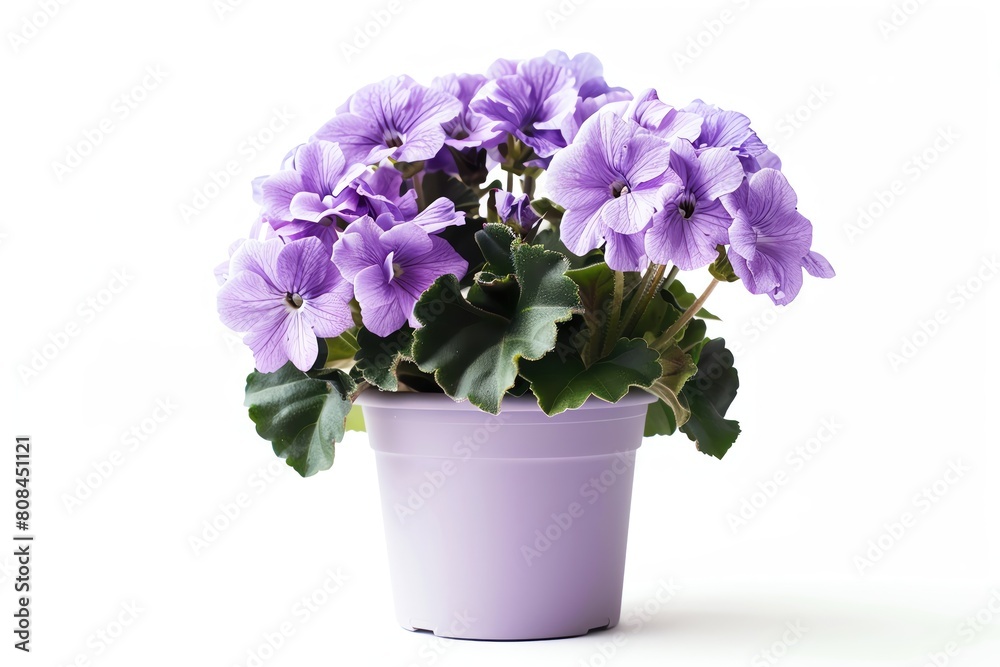 An African violet with soft purple blooms in a small lilac pot, isolated on a white background