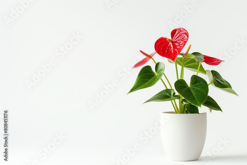 An anthurium with heartshaped leaves and red spathes in a minimalist white pot, isolated on a white background photo