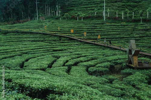 rice field in island