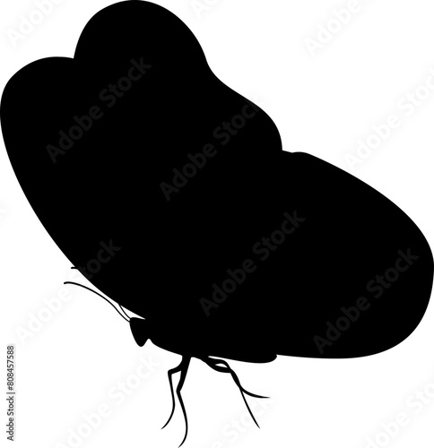 butterfly silhouette isolated single