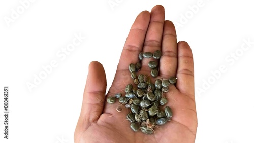 Many fleas and ticks on the hands