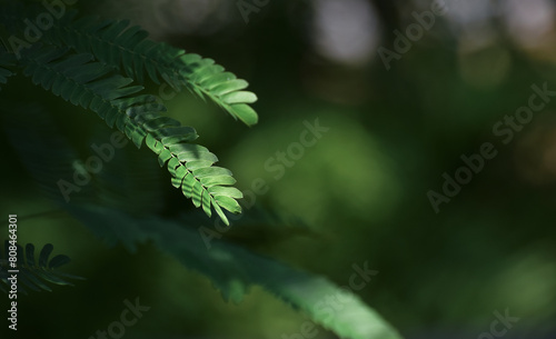 natural green leaves for background