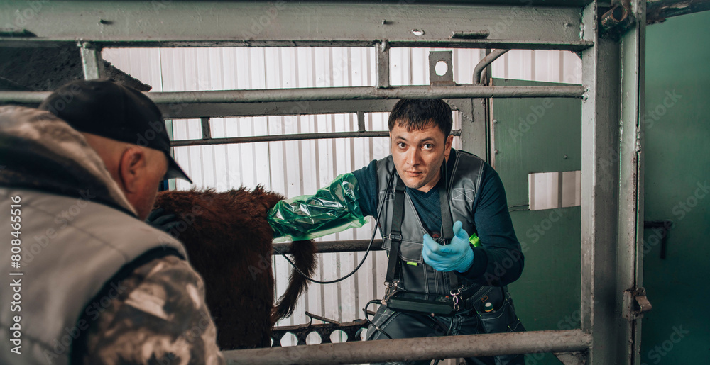 veterinarian conducting an ultrasound examination on a cow, a crucial practice for early diagnosis and monitoring of livestock health