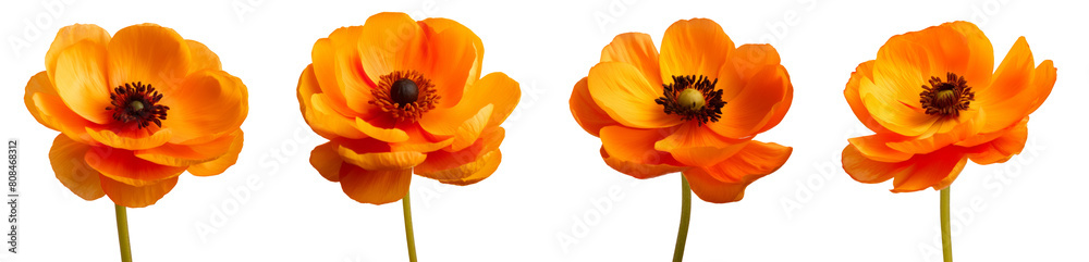 A Globe-flower orange flower isolated on white background