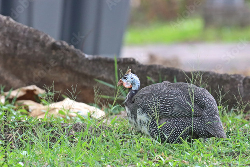 Helmeted guineafowl (Numida meleagris) sitting on ground photo