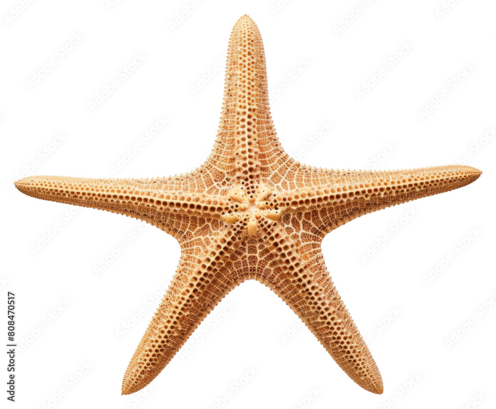 PNG Starfish skeleton white background invertebrate simplicity. PNG Starfish skeleton white background invertebrate simplicity.