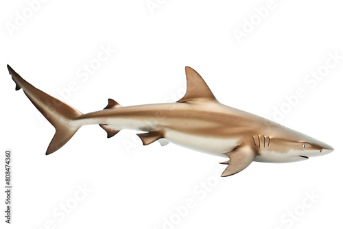 Sleek Bronze Whaler Shark Transparent background