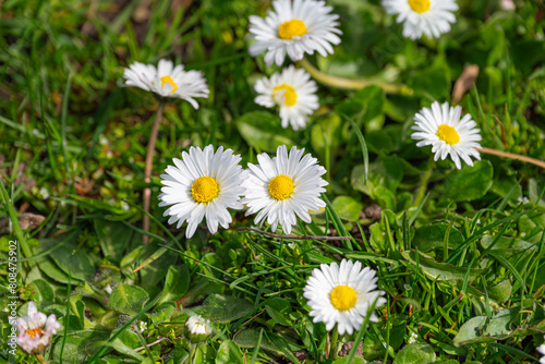 White daisies on green grass. Spring background with daisies.