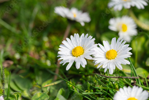 White daisies in the green grass on a sunny spring day
