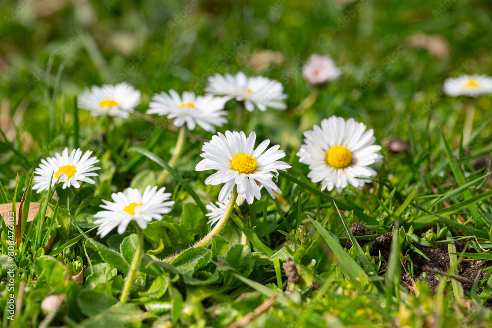 White daisies on green grass in a sunny day in spring White daisies on green grass in a sunny day in spring
