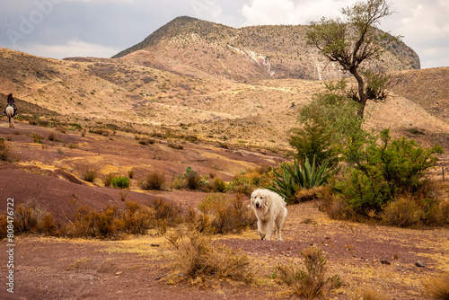 Majestic White Dog in Cerro del Quemado Mexico photo