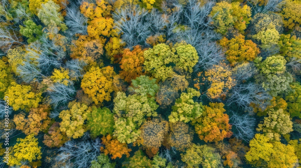 Autumn's Aerial Splendor: Deciduous Forest in Fall Foliage Autumn's Aerial Splendor: Deciduous Forest in Fall Foliage