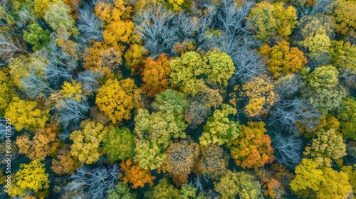 Autumn's Aerial Splendor: Deciduous Forest in Fall Foliage