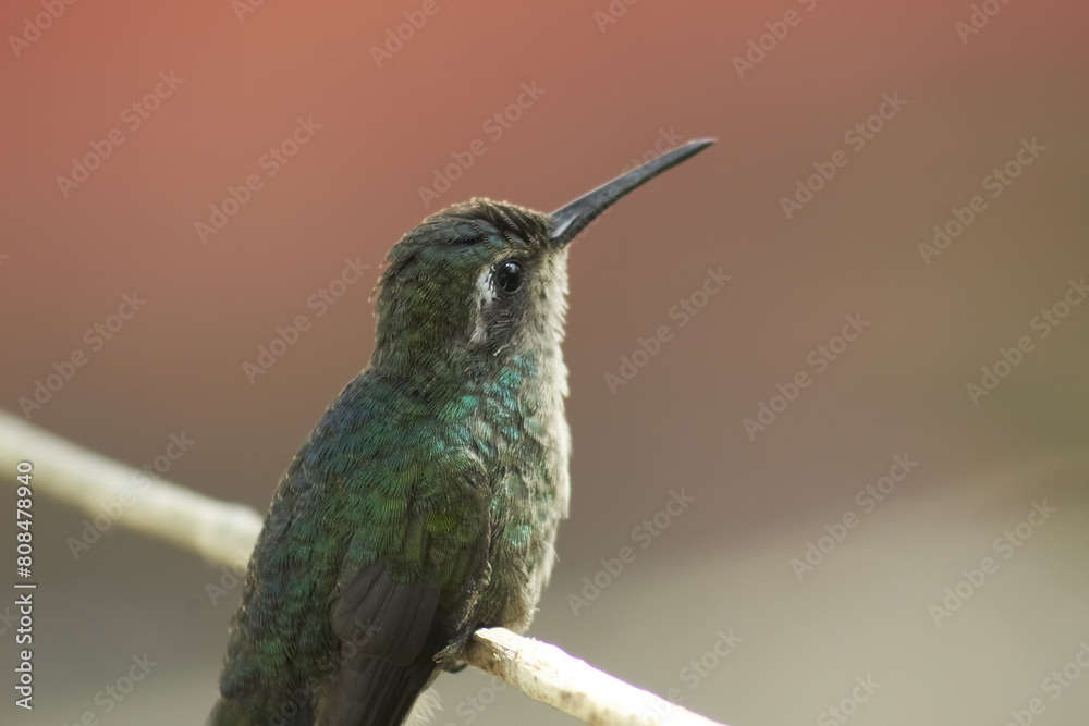 Fototapeta premium Colibrí