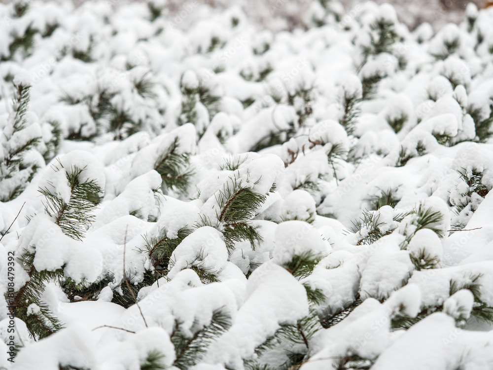 Green young pine trees covered in white snow.