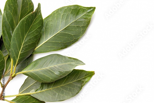 Bay Laurel, plant with text space isolated on white