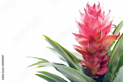 Bromeliad, exotic flower with text space isolated on white