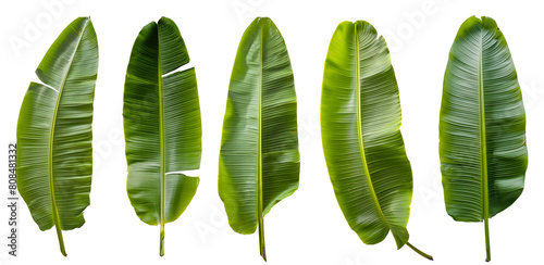 Fresh whole banana leaf isolated on white background which is mostly used in south india for feast as plates and making snacks items ,isolated mainly for vishu and onam sadhya photo
