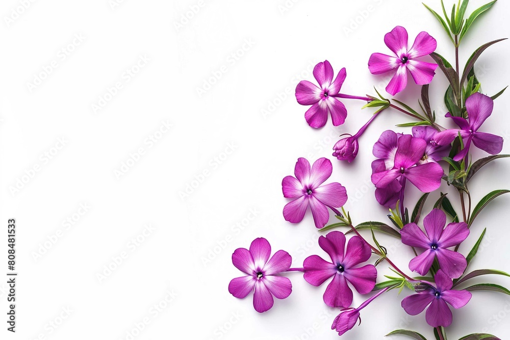 Phlox, plant with text space isolated on white