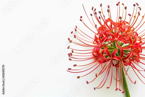 African Blood Lily  exotic flower with text space
