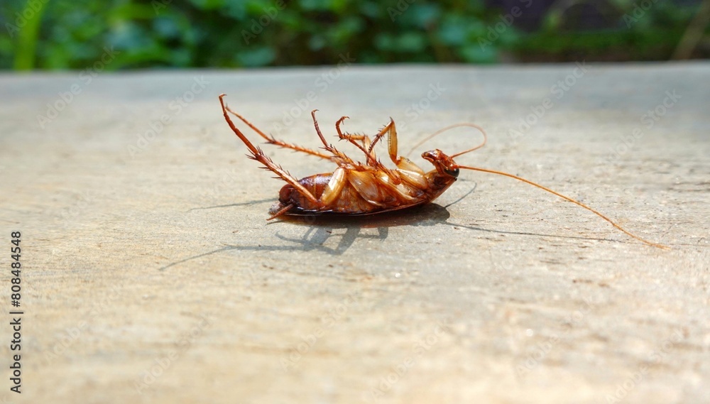 Dead cockroach discount
