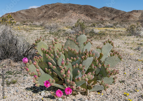 Flowering Cactus:  A beaver tail cactus (Opuntia basilaris) with many buds begins to bloom in Joshua Tree National Park. 
