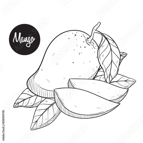 mango fruit hand drawing vector illustration