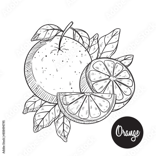 orange fruit hand drawing vector illustration