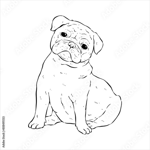 hand drawing cute pug dog illustration