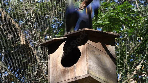 blue macaw in captivity, Parque das Aves - Foz do Iguaçu, Paraná, Brazil photo