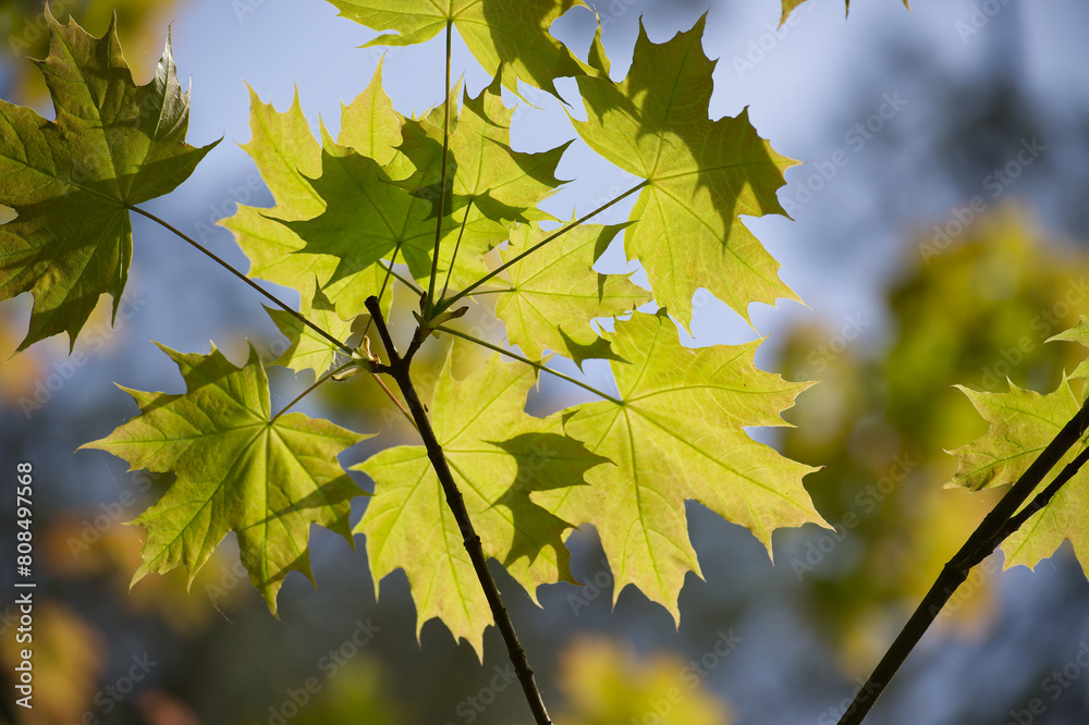 Maple leaves accentuated by the light shining through Maple leaves accentuated by the light shining through