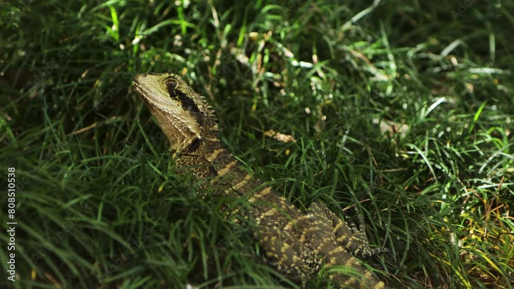 Eastern Water Dragon close up in tall grass in shade spot Eastern Water Dragon close up in tall grass in shade spot