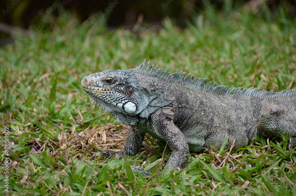 The green iguana is also known as a large arboreal lizard of the iguana genus. Brazilian Fauna The green iguana is also known as a large arboreal lizard of the iguana genus. Brazilian Fauna