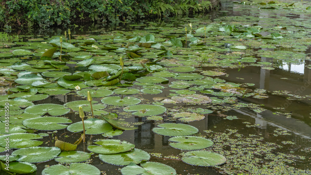 Water lilies in the pond. Green leaves float on the surface. The buds of the white flowers rise above the water on long stems. Reflection. Malaysia Water lilies in the pond. Green leaves float on the surface. The buds of the white flowers rise above the water on long stems. Reflection. Malaysia