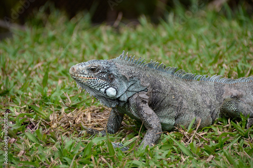 The green iguana is also known as a large arboreal lizard of the iguana genus. Brazilian Fauna