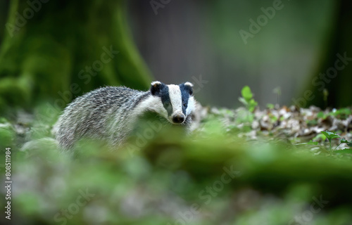 Badger close up ( Meles meles )