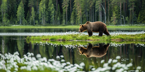 a bear walking along the edge of an open forest lake in Finland, with its reflection visible on the calm waters and white flowers growing around it