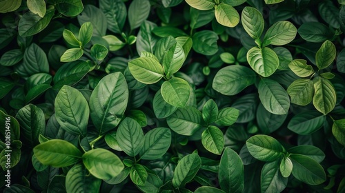 Vibrant Green Foliage Textured Background © wpw